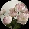 copina88